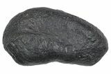 Large Fossil Whale Ear Bone - South Carolina #352639-1